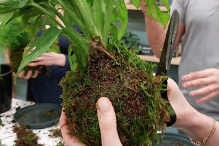 Atelier kokedama à Annecy (74)