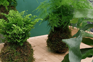 Atelier kokedama à Annecy (74)