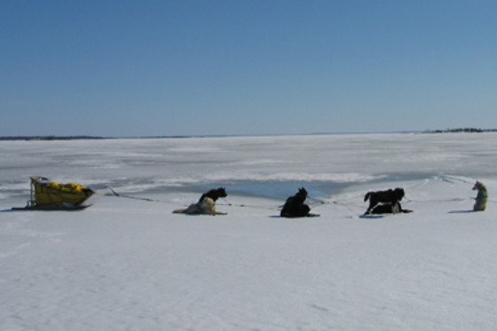 Parc du chien nordique - photo 1