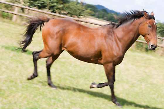 Centre Equestre les Onglous - photo 10