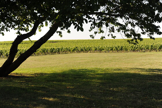 CHATEAU DE LA CROIX - photo 0
