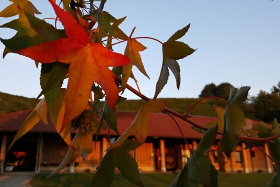 Antichi Vigneti di Cantalupo - photo 3