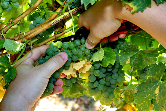 Domaine de Montels - photo 1