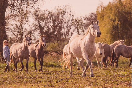 Lait de Jument de Camarque - photo 2