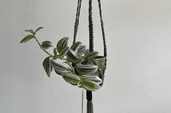 Atelier porte-plante en macramé à Toulouse (31)