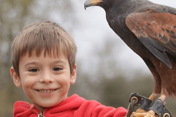 Rencontre avec les oiseaux Stars de cinéma près d'Orléans - Enfant