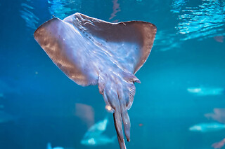 Billet pour le Musée Aquarium Maréis (62)