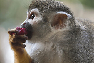 Billet pour le Zoo de Martinique (97)