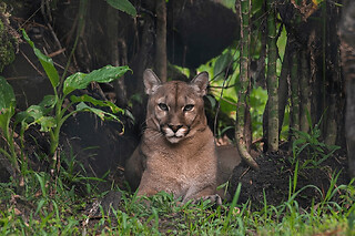 Billet pour le Zoo de Guyane (97)