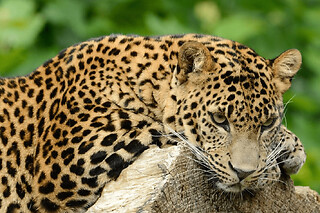 Billet pour le Zoo de Maubeuge (59)