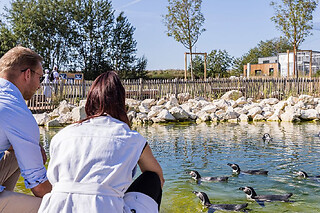 Nourrir les manchots au parc Parrot World (77)