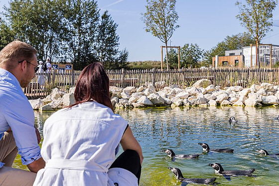 Nourrir les manchots au parc Parrot World (77)
