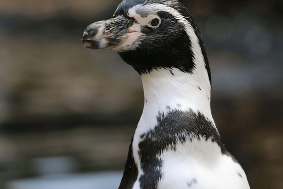 Nourrir les manchots au parc Parrot World (77)