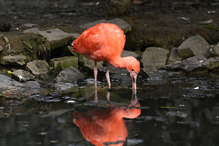 Billet pour le parc zoologique de la Bourbansais à Pleugueneuc