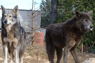 Billet pour le Parc animalier de Ginasservis (83)