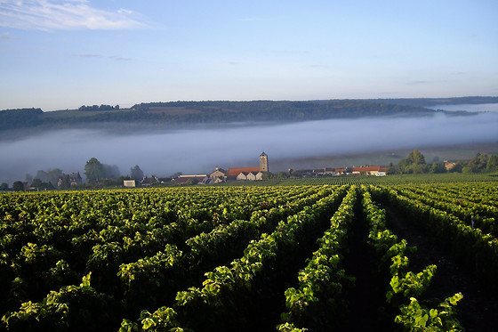 Champagne Pierre Laurent - photo 8