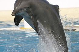 Marineland Hôtel