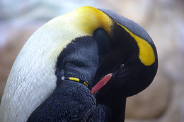 Marineland Hôtel