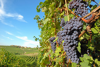 Dégustation pour 2 à La Cave de l'Ange Gardien à Beaune (21)