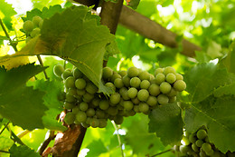 Le Clos Mazerolles