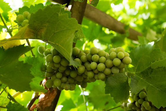 Le Clos Mazerolles - photo 14