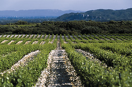 Vignobles Famille Quiot