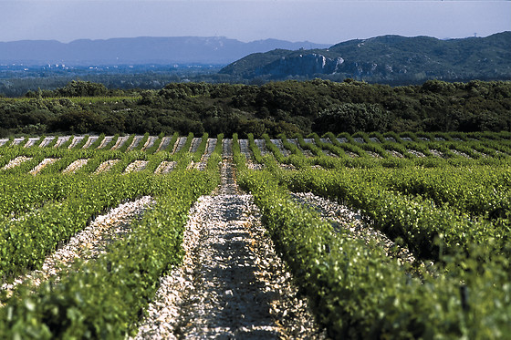 Vignobles Famille Quiot - photo 0