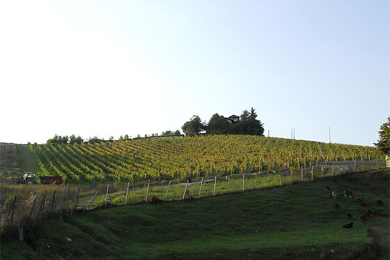 Cascina La Signorina - photo 4