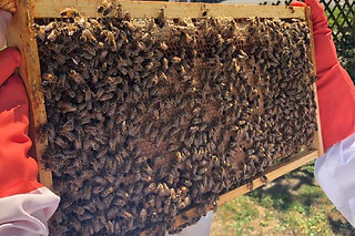 Stage journée apiculture à Pessac près de Bordeaux (33)
