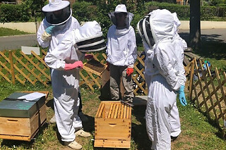 Stage journée apiculture à Daux près de Toulouse