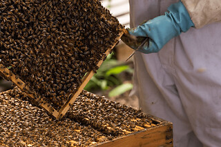 Stage journée apiculture à Daux près de Toulouse