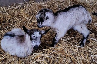 Séjour en kota en famille à la Ferme de la Harnoterie à Beaumont-en-Argonne (08)