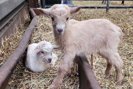 Séjour en kota en famille à la Ferme de la Harnoterie à Beaumont-en-Argonne (08)
