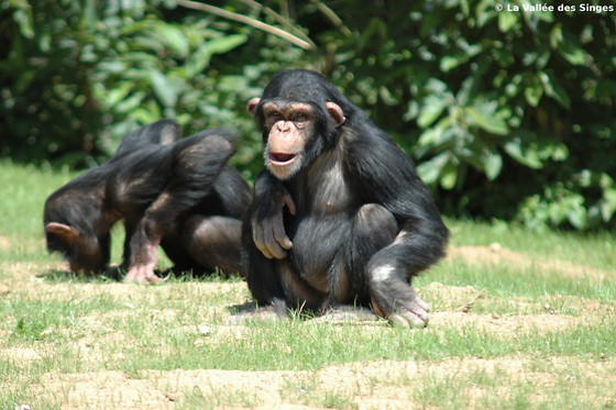 La Vallée des Singes - photo 7