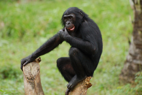 La Vallée des Singes - photo 6