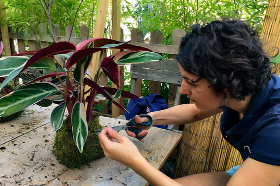 Atelier kokedama à Reims (51)