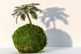 Atelier kokedama à Reims (51)