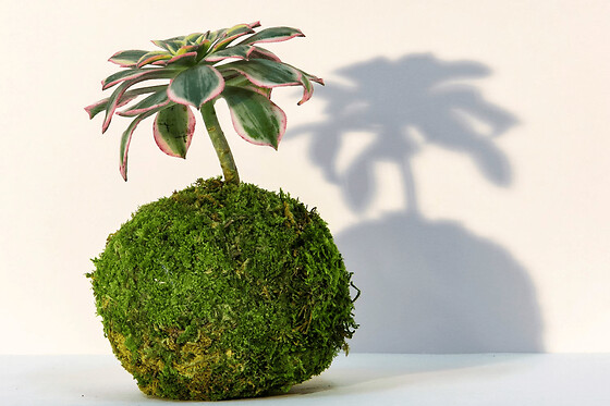 Atelier kokedama à Reims (51)