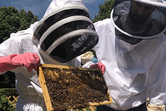 Stage journée Apiculture à Paris
