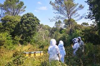 Atelier d'initiation à l'apiculture à Bollène (84)