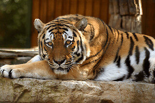 Billet pour le Zoo African Safari (31)