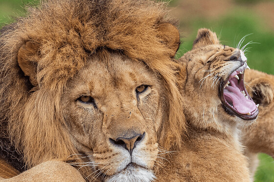 Billet pour le Zoo African Safari (31)