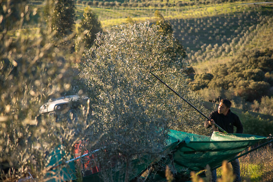 QUINTA DO PRADO - ACUSHLA - photo 9