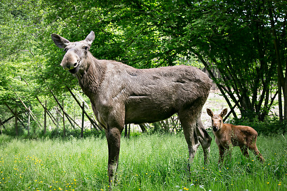 Parc Forestia - photo 6