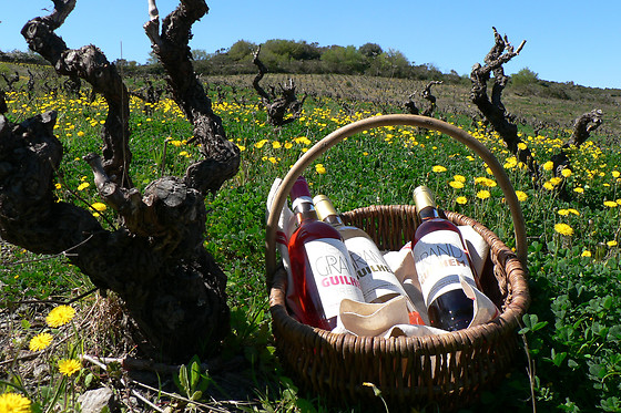 Le domaine Grand Guilhem - photo 9