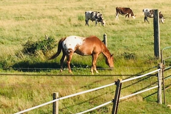 Equicoaching - photo 4