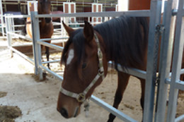 Zucht- und Reitstall Gentinetta