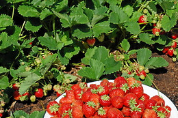Agriturismo I Trocchi