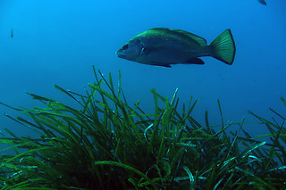Un baptême de plongée - BNR Diving - Beaulieu-sur-Mer (06)
