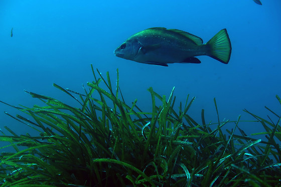 Un baptême de plongée - BNR Diving - Beaulieu-sur-Mer (06)